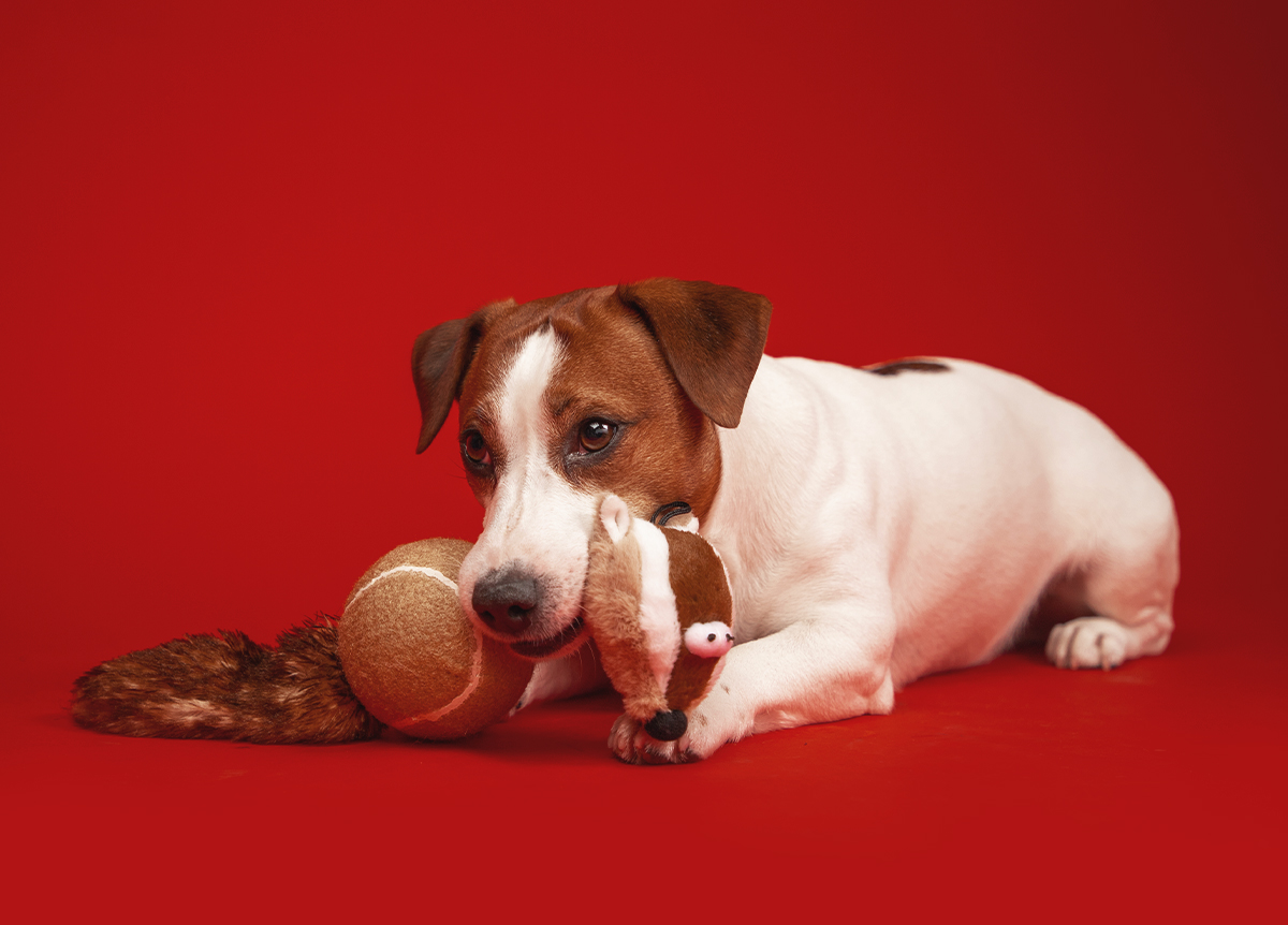 Programa de Tenencia Responsable de mascotas